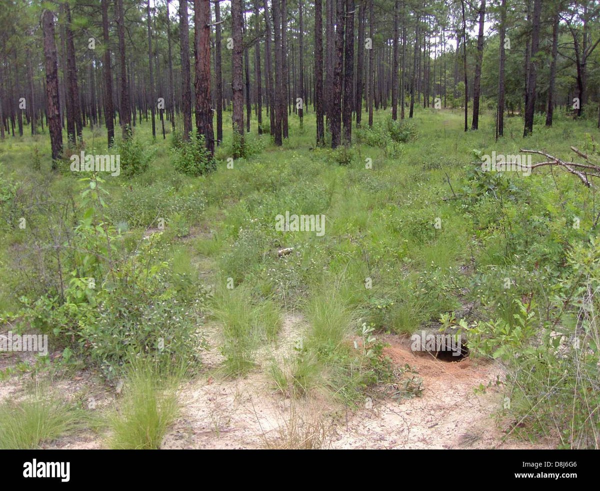 Habitat, Burrows & Ecosystem Role Shape Life on Earth