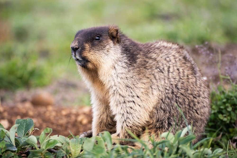 Marmot & Groundhog Management Balancing Pest Control with Coexistence